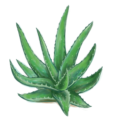 Aloe Proctonic'te